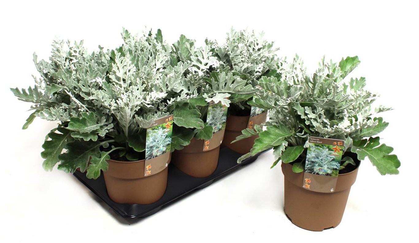 Senecio Silverdust - C1,5